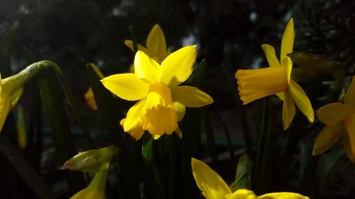 PorzeczkowySok - Zeszłoroczne wiosenne żonkile z mojego ogrodu

#kwiaty #fotografia