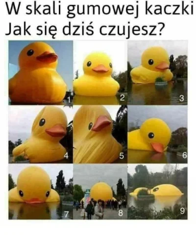 pewnie-kaczka - quack ʕ•ᴥ•ʔ