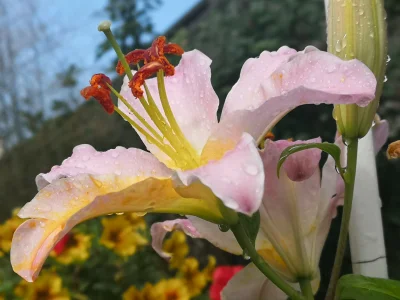 Konrados - #rosliny #kwiaty