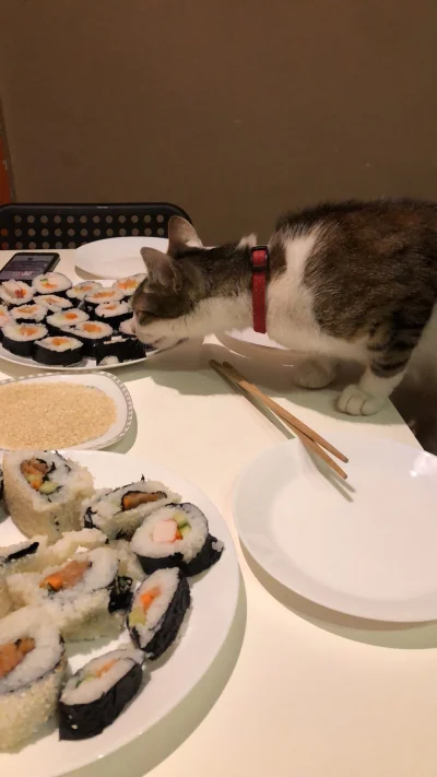 CytrynowaKobieta - Sushi może nie wyszło, ale kot chociaż zadowolony ¯\(ツ)/¯ 
#koty #...