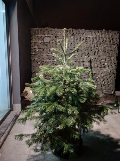 Kuberson - Czy ktoś z #wroclaw chciałby odebrać ode mnie drzewko świąteczne? Jodła ka...