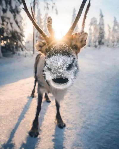 Pani_Asia - Finland

#smiesznypiesek #zwierzaczki #zwierzeta #snieg #zima #finlandi...