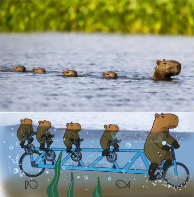 WuDwaKa - Jak naprawdę wygląda pływanie Kapibar ( ͡° ͜ʖ ͡°)

#kapibara #humorobrazk...