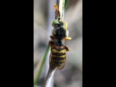 R.....a - Jakiś czas temu @Megachilidae autorka bloga Dzicy zapylacze przysłała Warro...