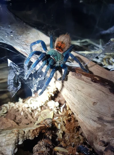 tarantulaKaro - Piekna Twoja versi. To hobby wciąga :)