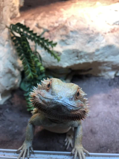 Jakuptoziomal - Przysięgam panie władzo, ze to białe to wapno a nie narkotyki 
#agama...