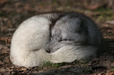 LubiePieski - Lisek arktyczny sobie śpi, bądźcie cicho ciiii