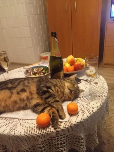 Pani_Asia - #heheszki #humorobrazkowy #koty #smiesznekotki #impreza #alkohol
