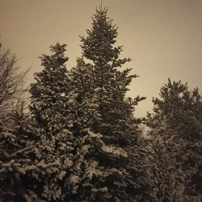 szynszyla2018 - Pięknie ʕ•ᴥ•ʔ #snieg #katowice