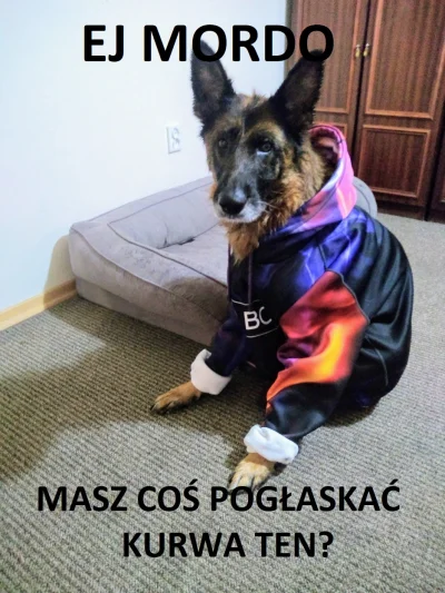 Sloneczko - #humorobrazkowy #heheszki #psy #pokazpsa