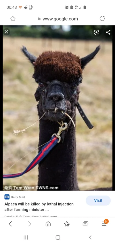 Lethal_Alpaca - @Pally: