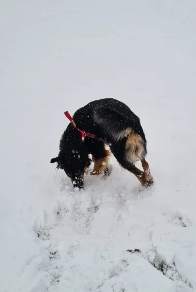 chicken216 - #zima #pies #pokazpsa 
Młody uwielbia śnieg (｡◕‿‿◕｡)