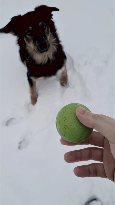 chicken216 - @chicken216: #pies #pokazpsa #zima 
Człowiek daj rzuć piłkę