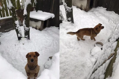 cytmirka - Zobaczcie jakiego malucha dzisiaj znowu zabraliśmy interwencyjnie... to ju...