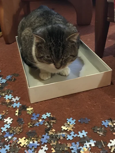 Vidiomina - Mój kitku pomagający układać puzzle ( ͡° ͜ʖ ͡°) #pokazkota #smiesznekotki...