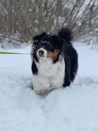 Rabusek - Śnieżny potwór 

#owczarekaustralijski #pies #pokazpsa #zima
