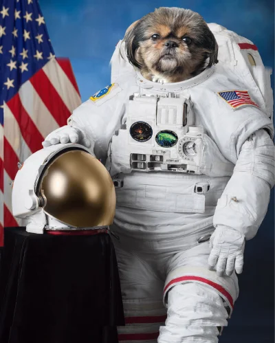 cytrynooowaaa - Przerobiłam swojego psa na kosmonautę, nikt nie pulsuje mojego psa Ma...