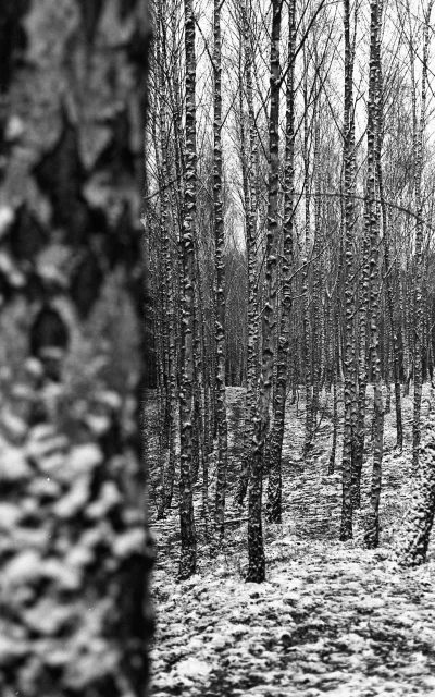 w.....o - Revueflex SD1, Revuenon 55/1.7, Rollei Retro 400s wywołany w D76 1+1.
#fot...