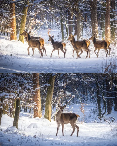 vitoosvitoos - Nie jestem jakimś wyrafinowanym fotografem dzikiej przyrody, ale dzisi...