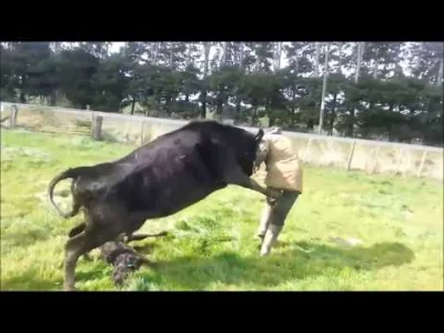 starnak - Matka krowa chroni cielę, atakuje hodowców