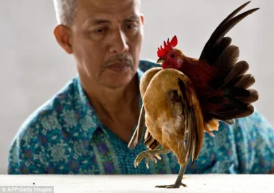 PaRapps - kurczak se śmiesznie maszeruje 
#smiesznypiesek