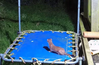 nonOfUsAreFree - Gronostaj odkrywa trampolinę 
#smiesznypiesek #zwierzeta