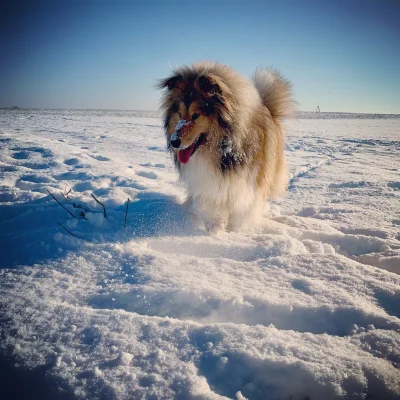 kmurdza - Zimowa księżniczka :)

#collie #owczarekszkocki #pies #psy #pokazpsa