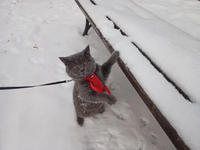 m76859 - Pierwsza zima, pierwszy śnieg (｡◕‿‿◕｡)
#kitku #koty #pokazkota