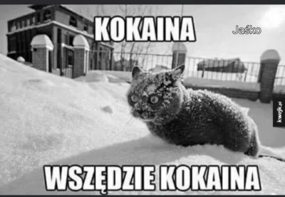 tom001 - #heheszki #humorobrazkowy #koty