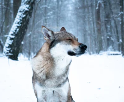 pranko_csv - Pada w pysk...
Pada w pysk...
#prankothewolfdog 
Dorzucam kilka zdjęć z ...