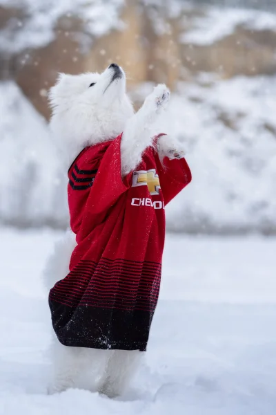 janek_m - #united Koko poszukuje Manchesteru United w tabeli Premier League #samoyed ...