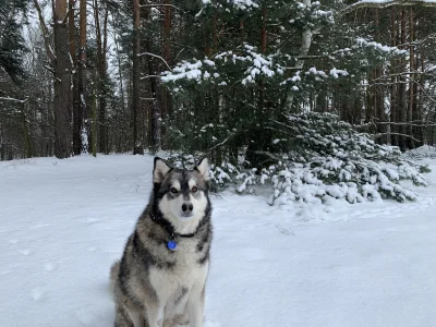 FilipWWL - Husky czy malamut, nie wiem