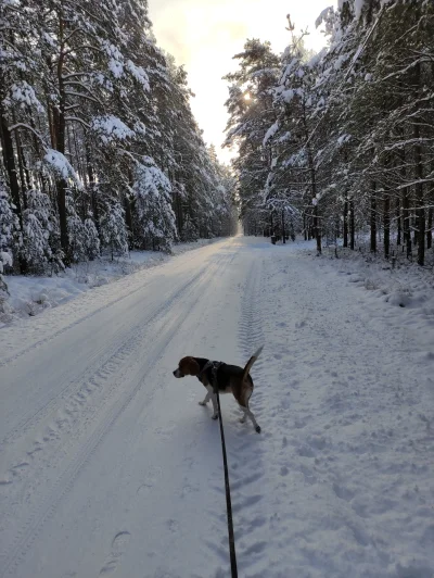 lcpiotreq - Zimowy pieseł #beagle #psy #pokazpsa