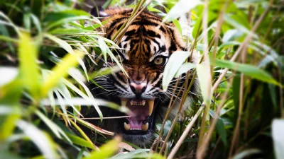 cheeseandonion - #tygrysy #duzekoty