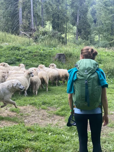 crazyfigo - A może by tak jebnac to wszystko i wyjechać w Bieszczady