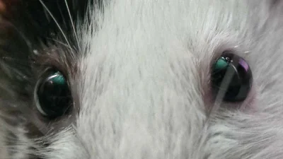 paczelok - Czy te oczy mogą kłamać? Chyba nie #pokazmorde #pokazoczy #smiesznypiesek ...