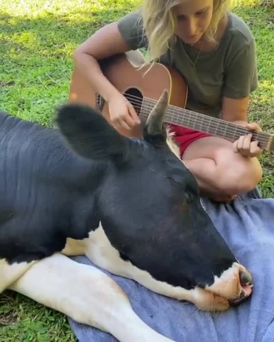 Hektorrr - #muzyka #zwierzaczki #krowy ( #wegetarianizm #weganizm ) #smiesznypiesek