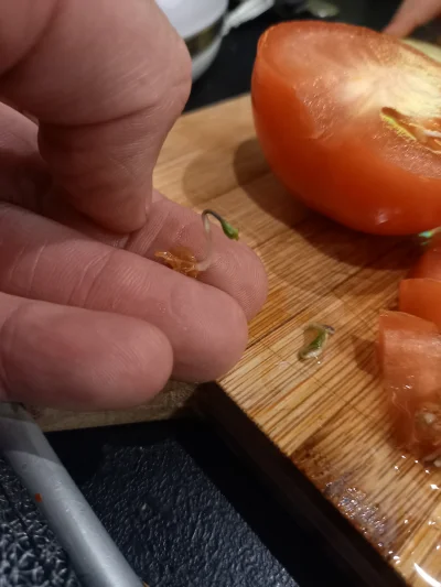 5piecyk - Co jest w tych pomidorach ?

Kroje pomidora, patrze a tu coś zielonego w śr...