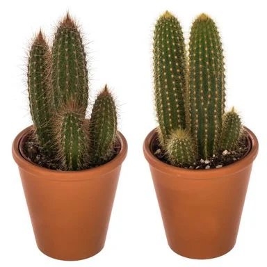 ZawzietyRobaczek - #kwiaty #kaktus #rosliny Czy kaktusy coś dają w mieszkaniu? Chjcia...