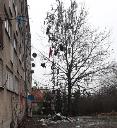 kicek3d - Drzewo obok budynku socjalnego na Komuny Paryskiej ( ͡° ʖ̯ ͡°)
#szczecin #...