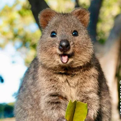 mfek00 - #quokka #quokkanadzis #zwierzaczki