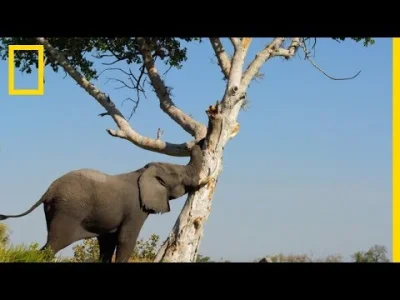 starnak - Słoń wyrywa drzewo, aby nakarmić grupę