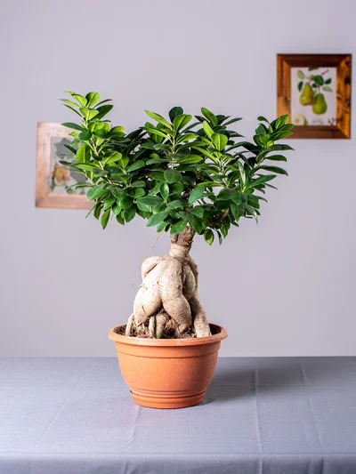 comfortably_numb - Czy tylko mi ten bonsai się kojarzy?
Sklep Tomaszewski.

#hehes...