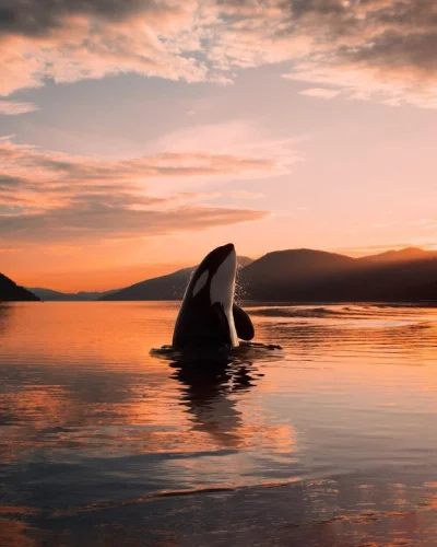 WuDwaKa - #orka #zwierzeta #natura #fotografia #norwegia | autor - Christoffer Møgste...