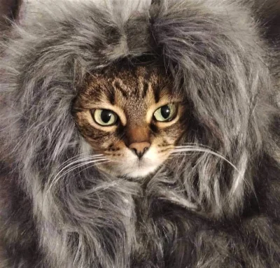 SanMyshunio - @SanMyshunio: #pokazkota #koty #kitku 
Gdy na zimę postanawiasz zostać...