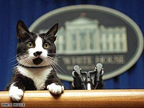 sinusik - #100kocichciekawostek #ciekawostki #usa #koty #zwierzaczki 

Biden stwier...