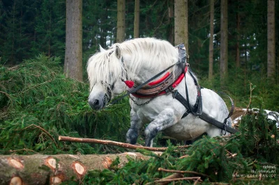 PajonkPafnucy - Leśne konie to czysta moc