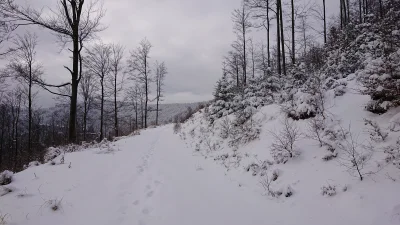 Kaczorra - @Przedabog: szlak na Klimczok dzisiaj, niedaleko Kołowrotu, więc i niedale...