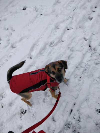 KornixPL - Śnieg - check ✅
Kurteczka - check ✅
Gotowy na wyprawę

#pies #psy #pokazps...