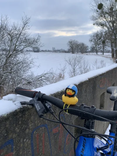ineska001 - Kaczuszka pojeździła dzisiaj troszkę w śniegu #rower #snieg #kaczka